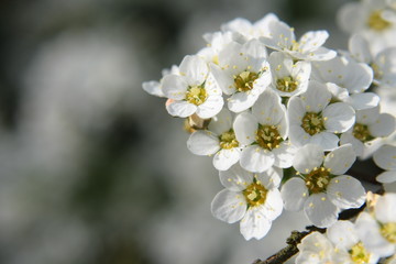 Obraz premium Gray spiraea shrub (Spiraea cinerea) covered with white flowers