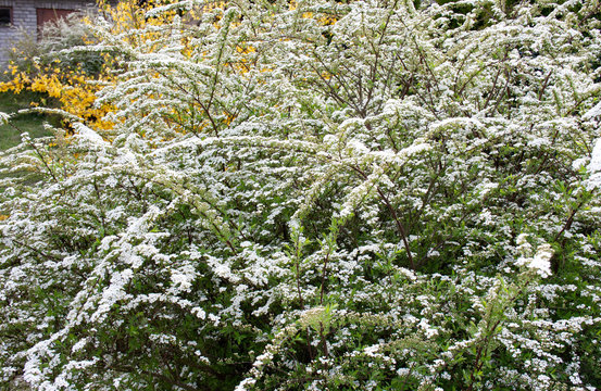 Gray spiraea shrub (Spiraea cinerea) covered with white flowers