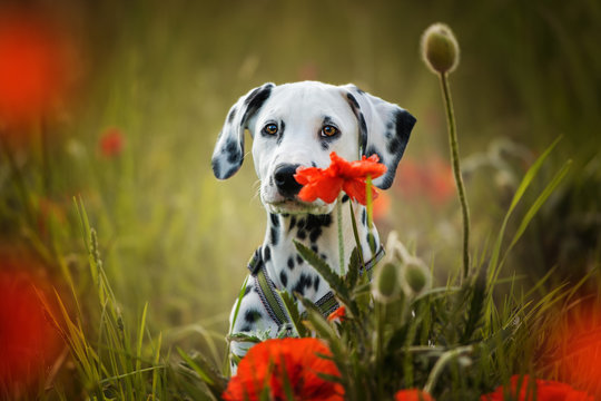 Dalmatian puppy in a poppy flower meadow