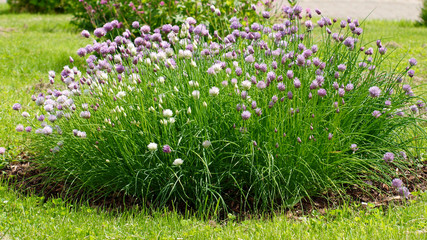 Schnittlauch - Allium schoenoprasum