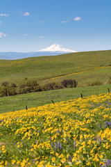 Balsamroot in bloom in the Columbia Hills, Washington State