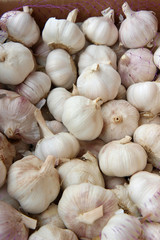 fresh garlic on white background