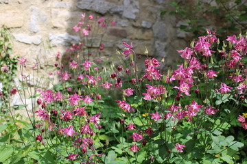 Pink flowers in front of a wall