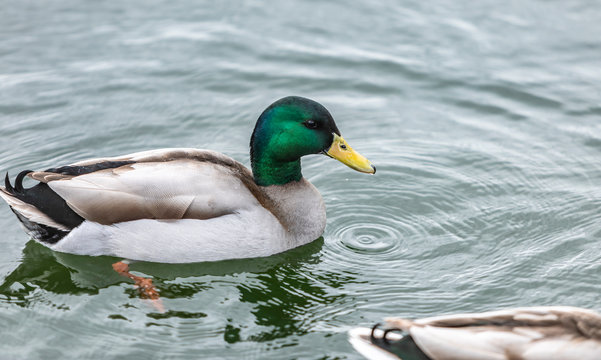 Duck swimming in the river, closeup photo