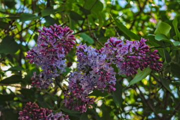 Spring scene in the park flowering branch of lilac on a blurred background.