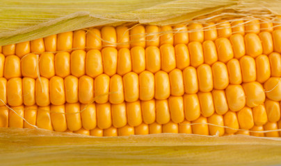 Corncob with leaves in close up