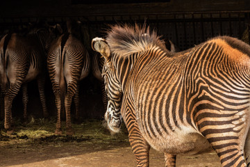 zebras on their block eating while another looks in profile