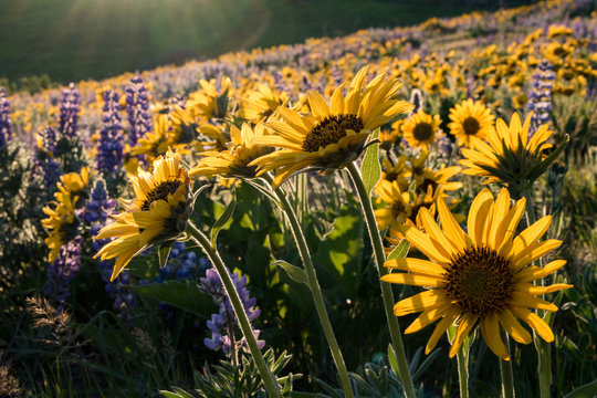 Yellow balsamroot and purple lupines in bloom at Dalles Mountain Ranch, Columbia Hills State Park, Washington