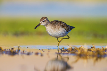 WAter nature and water birds. Wood Sandpiper. Tringa glareola. Wetland background.