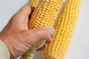 Hand holding corncob with corncobs in the background