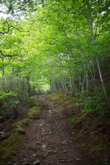 Forest in Moncayo National Park in Zaragoza Province Spain