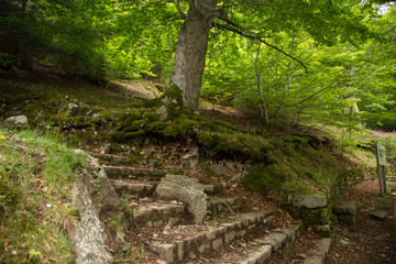 Forest in Moncayo National Park in Zaragoza Province Spain