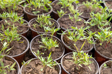 Tomato growing in a pot
