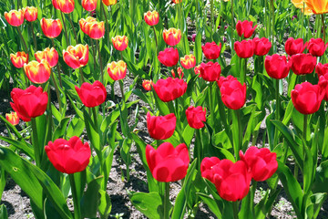 field of red tulips