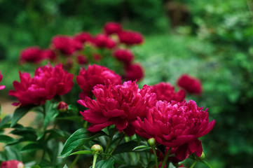 Red peonies in the garden. Blooming red peony. Closeup of beautiful red Peonie flower.