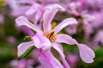 Fototapeta na wymiar Pink magnolia