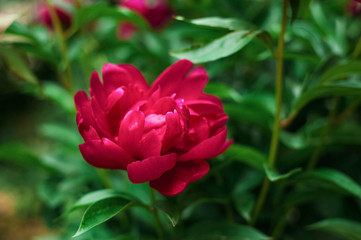 Red peonies in the garden. Blooming red peony. Closeup of beautiful red Peonie flower.