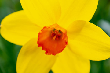 yellow daffodil 