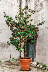 Fototapeta na wymiar Paved corner of a Venetian courtyard with a green plant in a clay pot