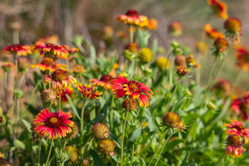 Indian Blanket Flower