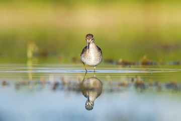 WAter nature and water birds. Wood Sandpiper. Tringa glareola. Wetland background.