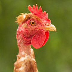 Rooster, in the pen chicken's head close-up