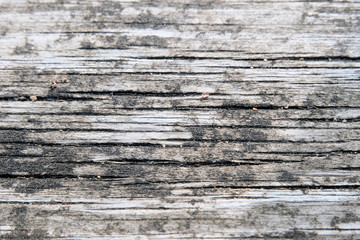 Fototapeta premium The concept of a gray wooden background. Blurred wood surface. Abstract background. Interior and exterior decoration.
