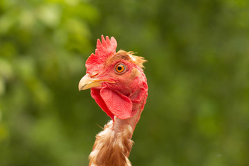 Rooster, in the pen chicken's head close-up