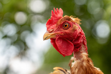 Rooster, in the pen chicken's head close-up