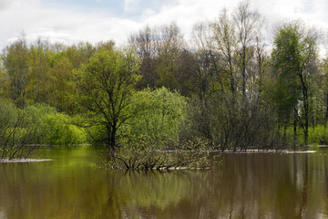 Obraz premium spring grove of trees flooded during high water