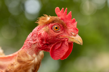 Rooster, in the pen chicken's head close-up