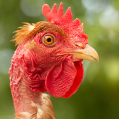 Rooster, in the pen chicken's head close-up