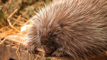 Porcupine (male)