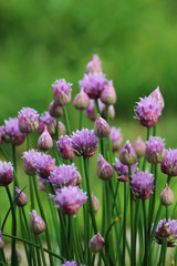 Obraz premium Onion Chives