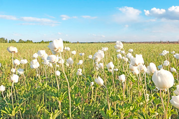 Snowdrop, white anemone against the blue sky. Anemone Silvestris in the spring season. Soft focus. The concept of beautiful flower fields.