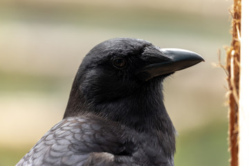 Crow
