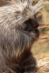 Porcupine (female)