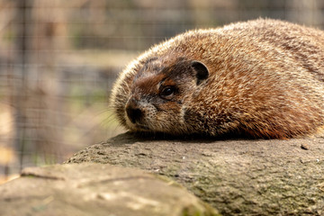 Groundhog (male)