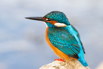 Fototapeta premium Colorful bird. Kingfisher. Nature background. 