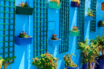 On the blue wall hang pots with different plants, Kasbah des Oudaias, Rabat, Morocco