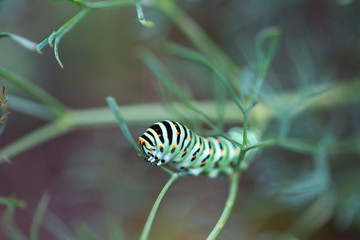Beautiful colorful caterpillar on a leaf