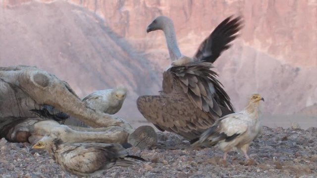Griffon vultures feeding on camel Carcass, Sde Boker Israel
