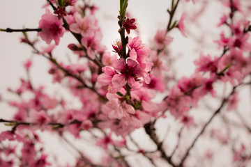 Flores de melocotonero 