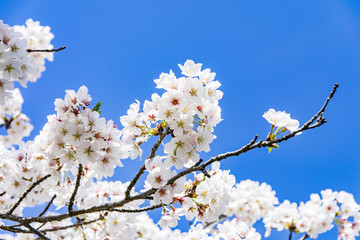 桜と青空