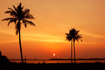 sunset between  coconut tree and lake