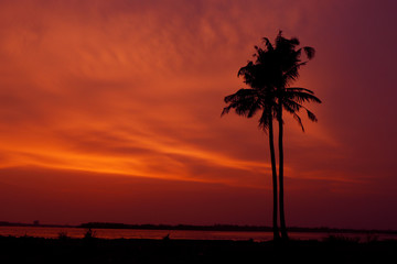 sunset between  coconut tree and lake