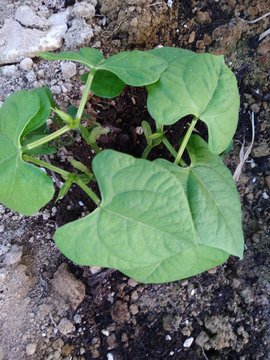 Planta judia verde joven 1