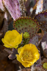 Yellow flowers blooming on purple prickly pear cactus
