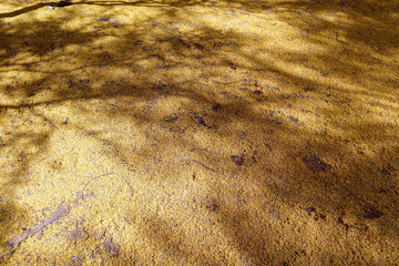 Palo Verde Blooms On The Ground