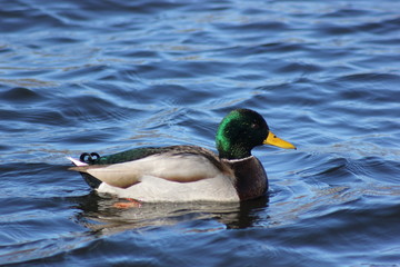 duck in the water